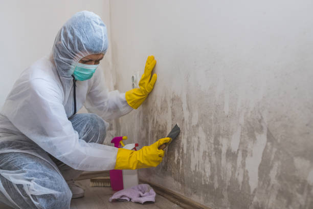 Best Attic Mold Remediation in Hallandale Beach, FL