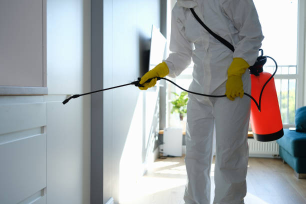 Best DIY Mold Remediation Support Services in Hallandale Beach, FL