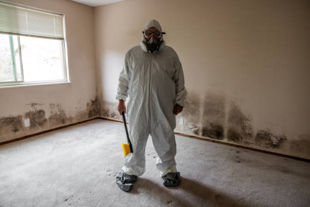 Best Basement Mold Remediation in Hallandale Beach, FL