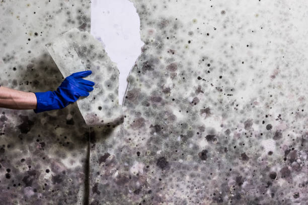 Best Kitchen Mold Remediation in Hallandale Beach, FL